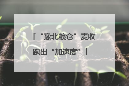 “豫北粮仓”麦收跑出“加速度”