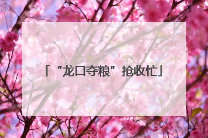 “龙口夺粮”抢收忙