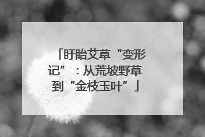 盱眙艾草“变形记”：从荒坡野草到“金枝玉叶”