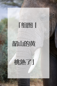 组图丨韶山的黄桃熟了