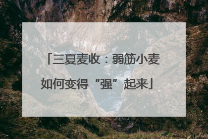 三夏麦收：弱筋小麦如何变得“强”起来
