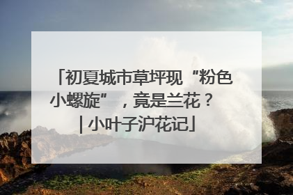 初夏城市草坪现“粉色小螺旋”，竟是兰花？ | 小叶子沪花记