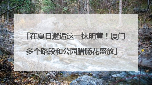在夏日邂逅这一抹明黄！厦门多个路段和公园腊肠花盛放
