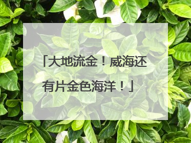 大地流金！威海还有片金色海洋！