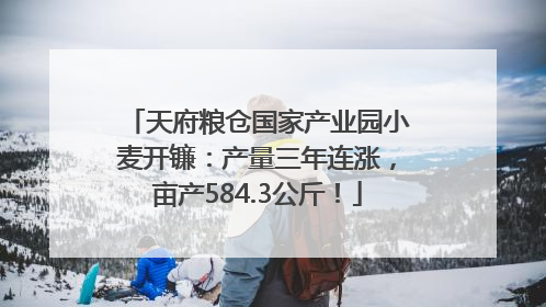 天府粮仓国家产业园小麦开镰：产量三年连涨，亩产584.3公斤！