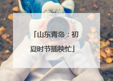 山东青岛：初夏时节插秧忙