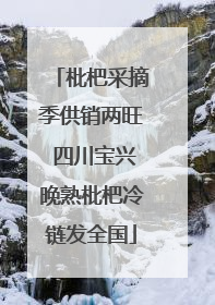 枇杷采摘季供销两旺 四川宝兴晚熟枇杷冷链发全国