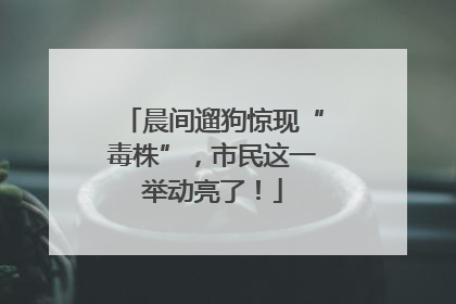 晨间遛狗惊现“毒株”，市民这一举动亮了！