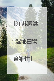 江苏泗洪：湿地白鹭育雏忙
