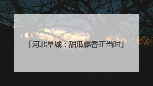 河北阜城：甜瓜飘香正当时