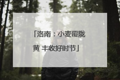 洛南：小麦覆陇黄 丰收好时节