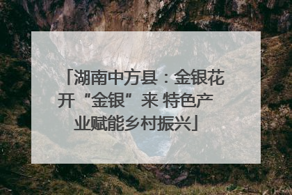 湖南中方县：金银花开“金银”来 特色产业赋能乡村振兴