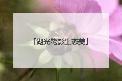 湖光鹭影生态美