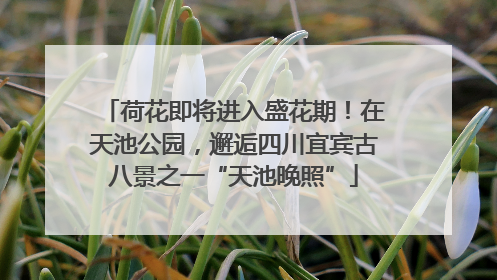 荷花即将进入盛花期！在天池公园，邂逅四川宜宾古八景之一“天池晚照”