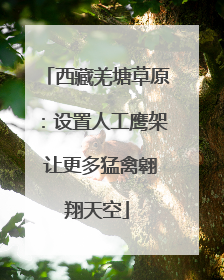 西藏羌塘草原：设置人工鹰架 让更多猛禽翱翔天空