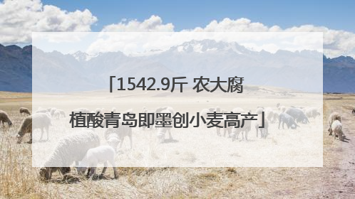 1542.9斤 农大腐植酸青岛即墨创小麦高产